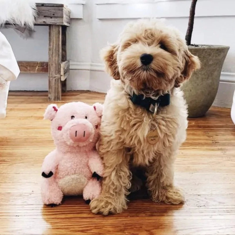 Zippy Paws Cheeky Chumz - Pig