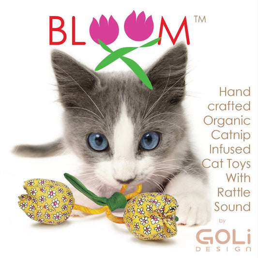 Goli Bloom