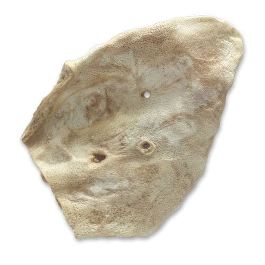 Bones & Co Pig Ear 1pc
